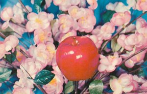 Apple Blossom Time in the Peach State - Georgia