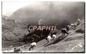 Postcard Old Earth Pyrennen Pau Fields in High Mountain Sheep
