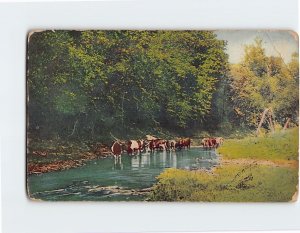 Postcard Scene On Illinois River, Illinois