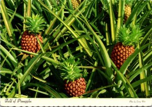 Hawaii Field Of Pineapples 1979