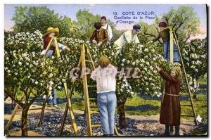 Old Postcard Picking the flower & # 39oranger Cote d & # 39Azur