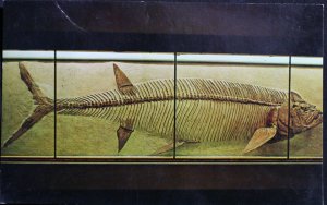 Fourteen Foot Long Fish KU Museum of Natural History Lawrence KS