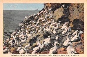 Bonaventure Island Bird Scene Perce Unused 