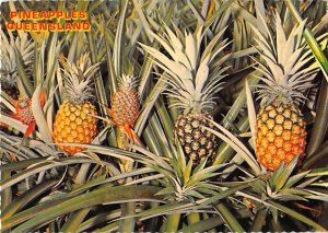 Pineapples Fruit Unused 