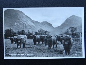 Scotland Glencoe Highland Cattle HIGHLAND ROVERS - Old RP Postcard by J.B. White