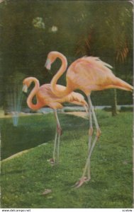 MIAMI , Florida , 1950-60s ; Flamingos ; Novelty Squeeker Version