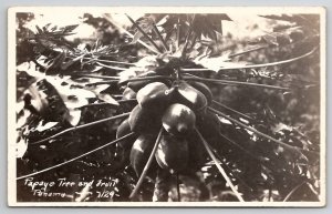 RPPC Papaya Tree And Fruit Panama Postcard Y24