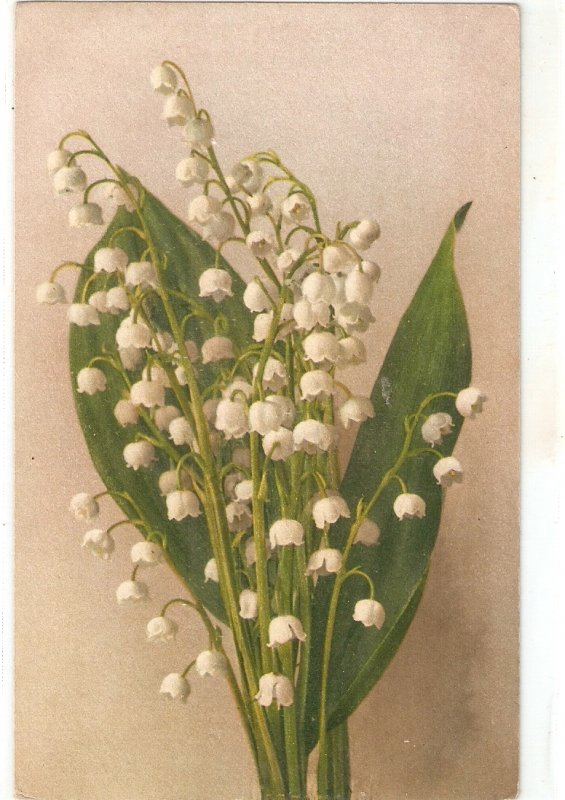 Bluebells flowers Nice old vintage Swiss postcard