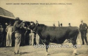 Champion Texas Bull - Sulphur Springs  