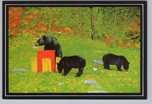 Black Bear And Cubs, Chrome Postcard