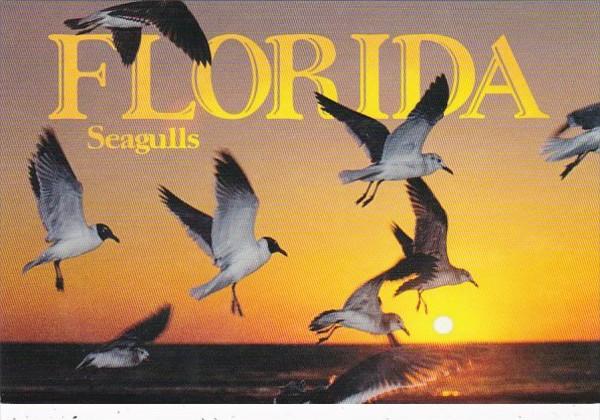 Florida Birds Seagulls