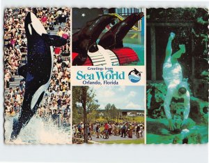 Postcard Greetings from Sea World, Orlando, Florida