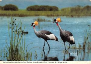 BG21024 east african crowned crane bird animal kenya