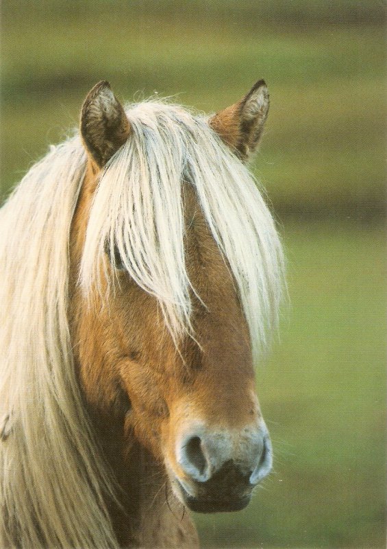 Head of a horse Nice modern English postcard. Continental size