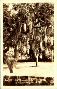 RPPC Sausage Tree University of Hawaii Honolulu Real Photo Postcard