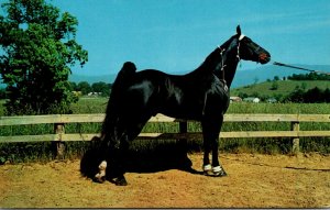 Horses Champion Tennessee Walking Horse