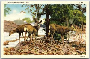 Plenty of Deers near the River Rocks and Trees C. T. Animal Scenes Postcard