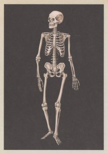 Laughing Dancing Adult Skeleton Anterior Morbid Postcard