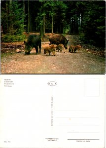 Wild Boars (11810)