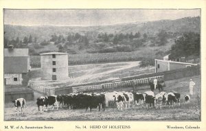 c.'27, Woodmen CO Holstein Cows, Ludden, ND DPO Cancel, Old Postcard