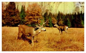 Postcard ANIMAL SCENE Brady Texas TX AU1915