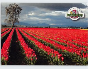 Postcard Eternal rows of red Apeldoorn tulips, Skagit Valley, Washington