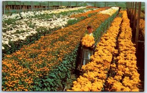 Postcard - Pom Pom Field - Florida