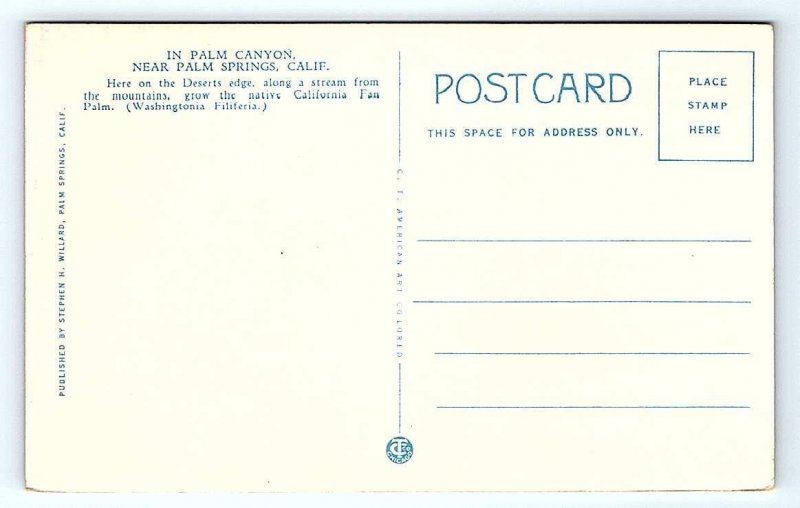 PALM SPRINGS, CA California ~ PALM CANYON SCENE c1920s Willard Postcard