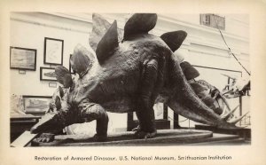 STEGOSAURUS Armored Dinosaur, Smithsonian Museum RPPC ca 1950s Vintage Postcard