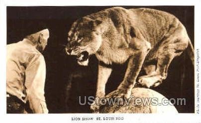 Lion Show, St. Louis Zoo in St. Louis, Missouri