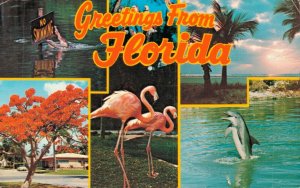 USA Greetings From Florida Chrome Postcard 03.58