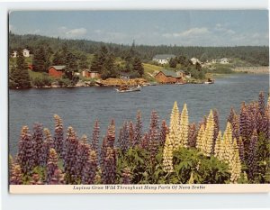 Postcard Lupines Grow Wild Throughout Many Parts Of Nova Scotia, Canada