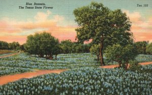 Vintage Postcard Blue Bonnets The Texas State Flower Grows In Spring Of The Year