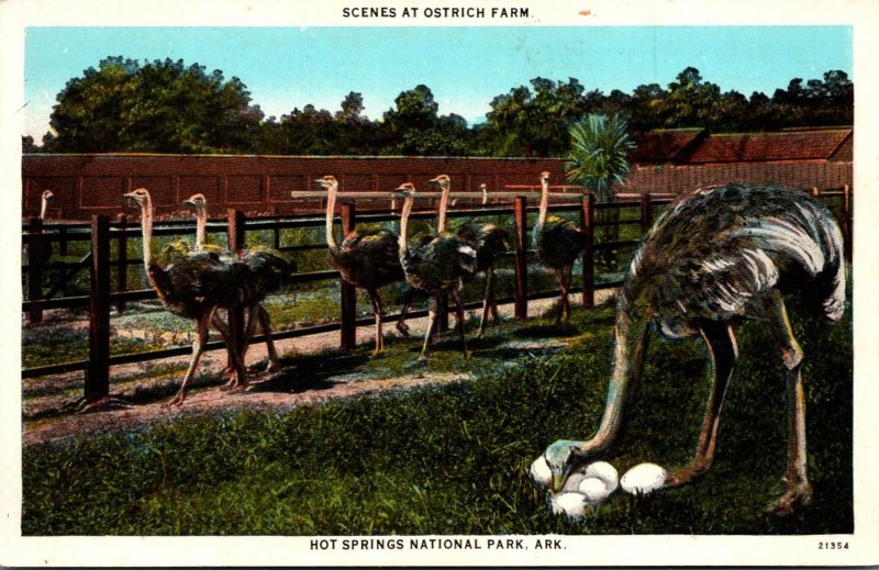 Arkansas Hot Springs Scenes At The Ostrich Farm Curteich