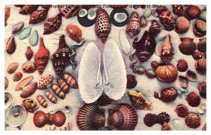 Sea Shells in Gulf of Florida