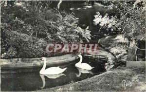 Postcard Modern Rennes Swans Jardin des Plantes