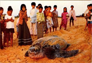 Rantau Abang, Terengganu Malaysia  LEATHERBACK TURTLE & CHILDREN  4X6 Postcard