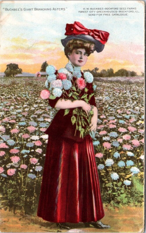 Postcard advert IL Rockford - Woman Holding Buckbee's Giant Branching Asters