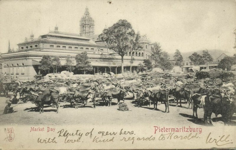 south africa, PIETERMARITZBURG, Market Day, Cows (1899) Stamp