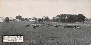 Herds of Cows Hershey Chocolate Co. - Hershey, Pennsylvania PA  