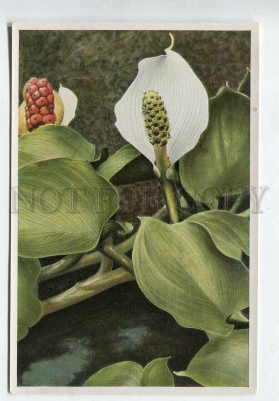 427971 Flower Calla palustris Vintage Sammelwerk Tobacco Card w/ ADVERTISING