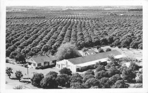 Citrus Orchards San Antonio Texas Farm Agriculture RPPC Photo Postcard 20-1253