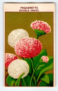 1920's Flower Seed Art Print PAQUERETTE Lithograph Original Vintage Unused