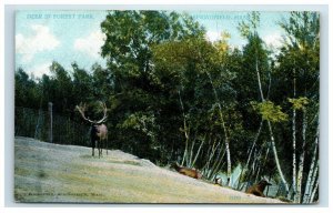 Early Springfield MA Deer in Forest Park Postcard