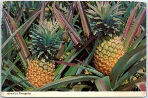 B-70875 Hawaiian Pineapples, Hawaii