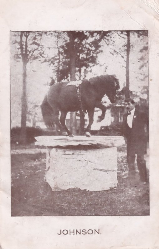 Johnson Performing Circus Type Horse 1916 WW1 Postcard