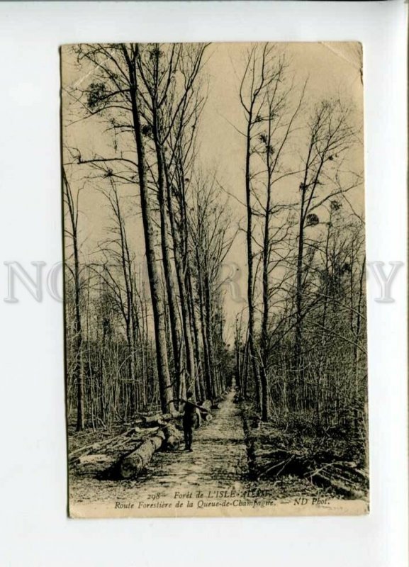 3156011 FRANCE L'ISLE -ADAM route Forestiere Vintage RPPC
