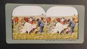 Mint Stereo Postcard Native Americans Beef Issue to Sioux Indians Standing Rock