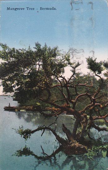 Bermuda Mangrove Tree 1936