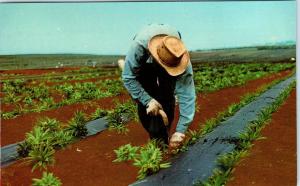 Hawaii  3 POSTCARDS     c1960s   of  DOLE  PINEAPPLE   Production